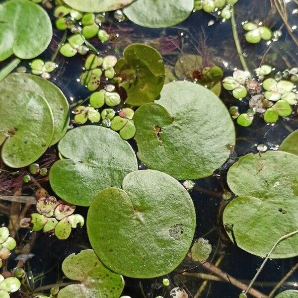 Hydrocharis morsus-ranae Frunză