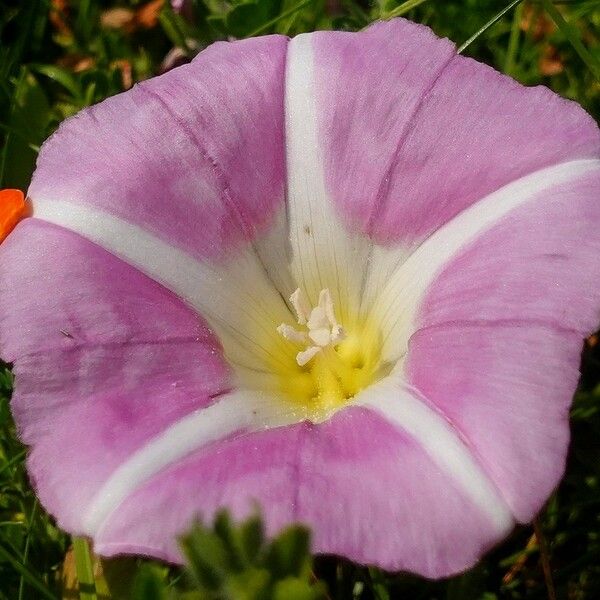 Calystegia soldanella പുഷ്പം