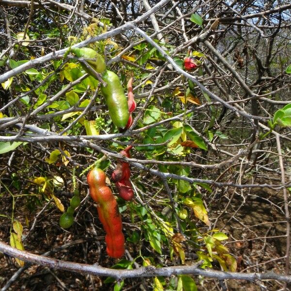 Pithecellobium unguis-cati Frukt