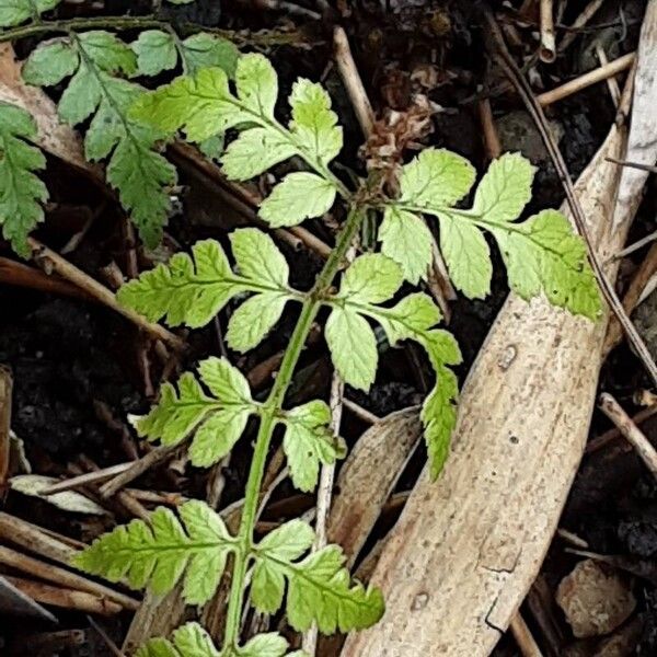 Dryopteris remota Blad