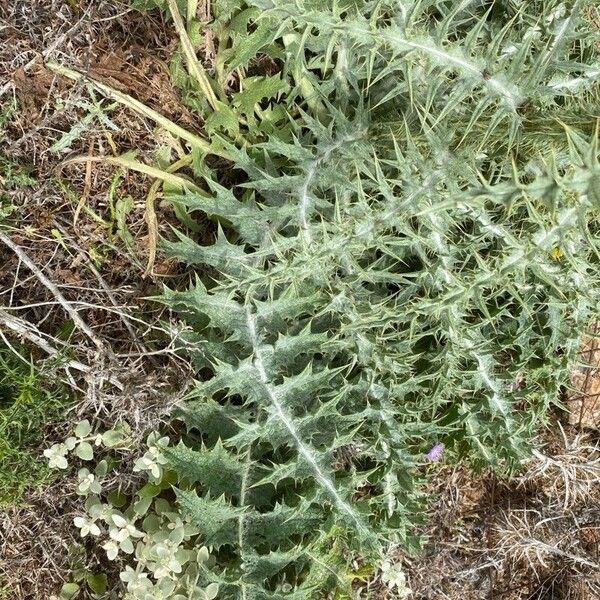 Onopordum illyricum Leaf