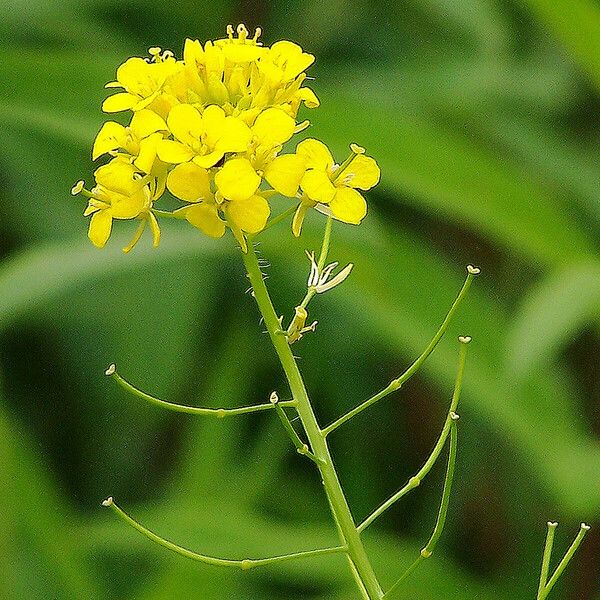 Sisymbrium loeselii Flower