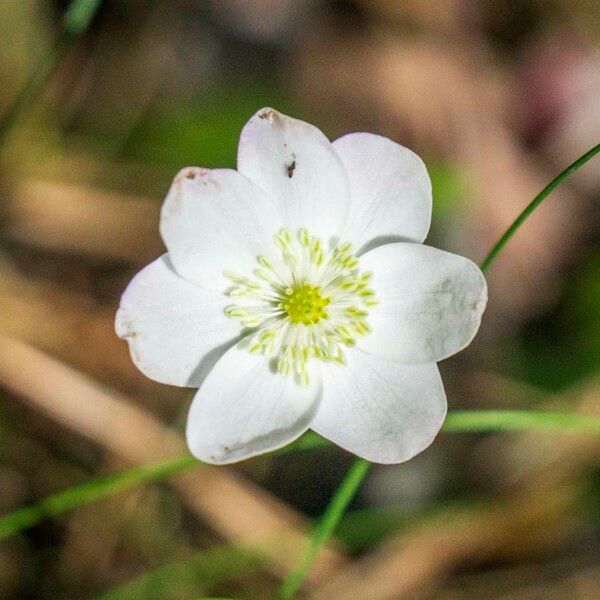 Anemone hepatica Çiçek