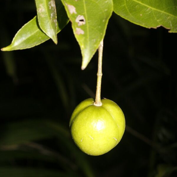 Amanoa guianensis Fruit