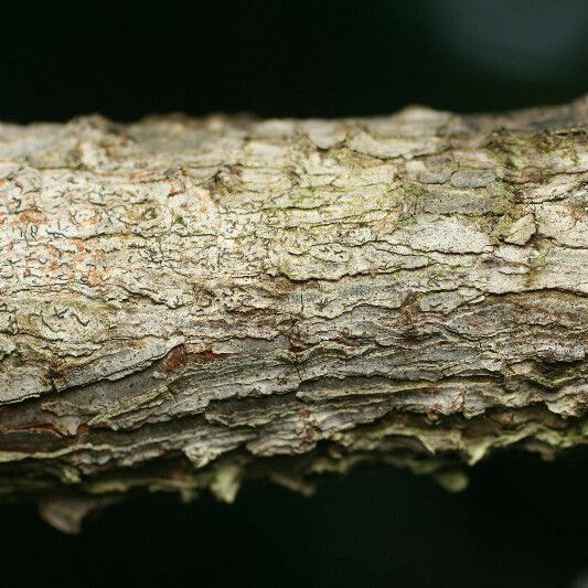 Theobroma grandiflorum Escorça