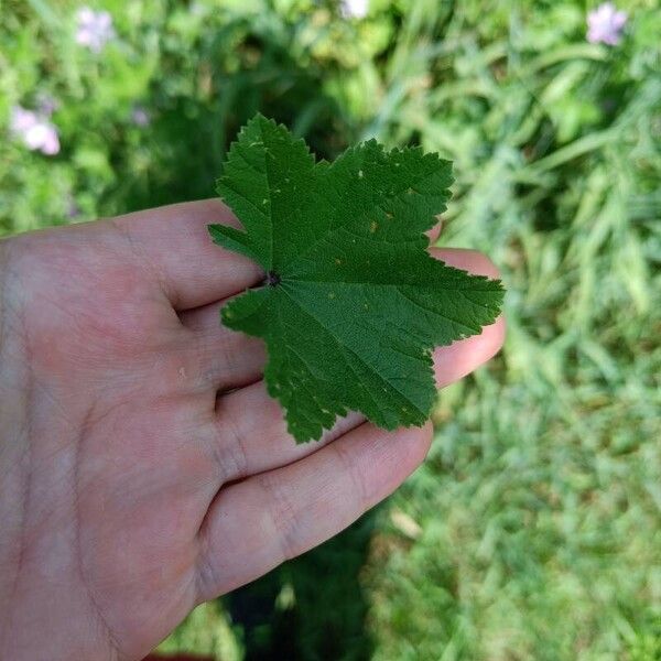 Malva sylvestris Feuille