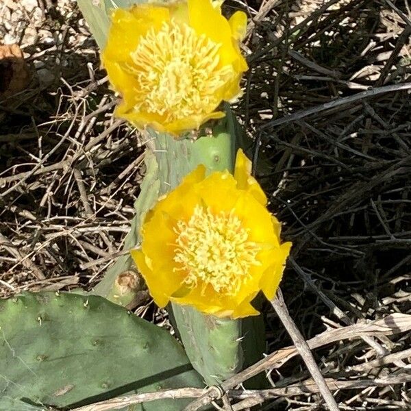 Opuntia humifusa Květ