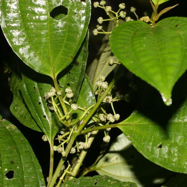 Miconia rubescens Cvet