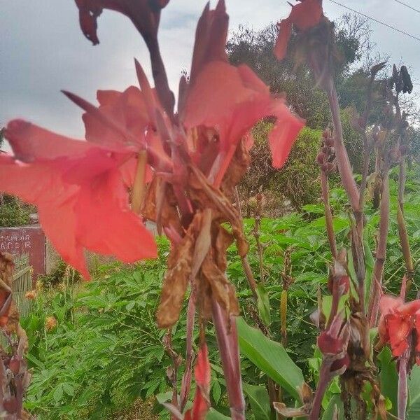 Canna × hybrida Flower