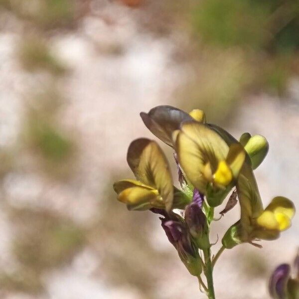 Medicago × varia Flower