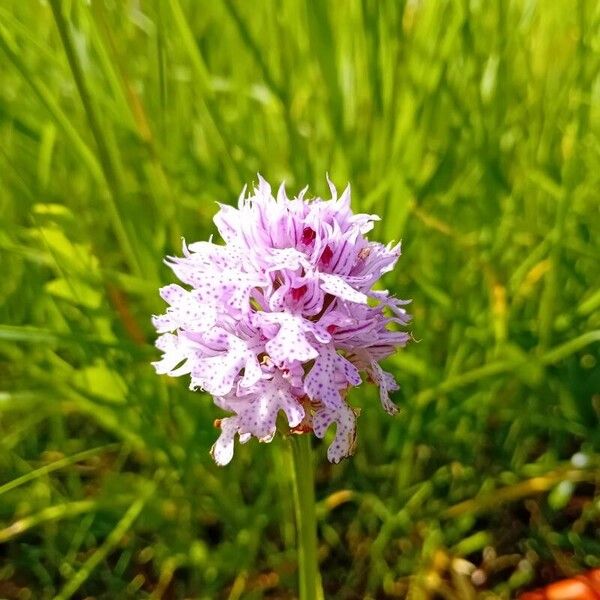 Neotinea tridentata Flor