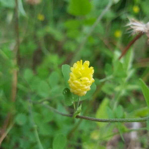 Trifolium aureum Flors