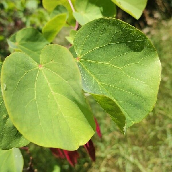 Cercis griffithii পাতা