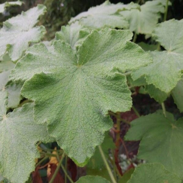 Pelargonium papilionaceum 葉