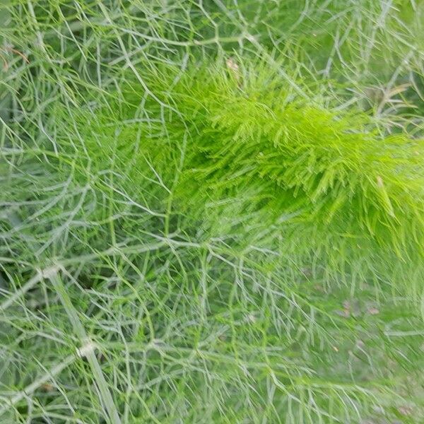 Foeniculum vulgare Leaf