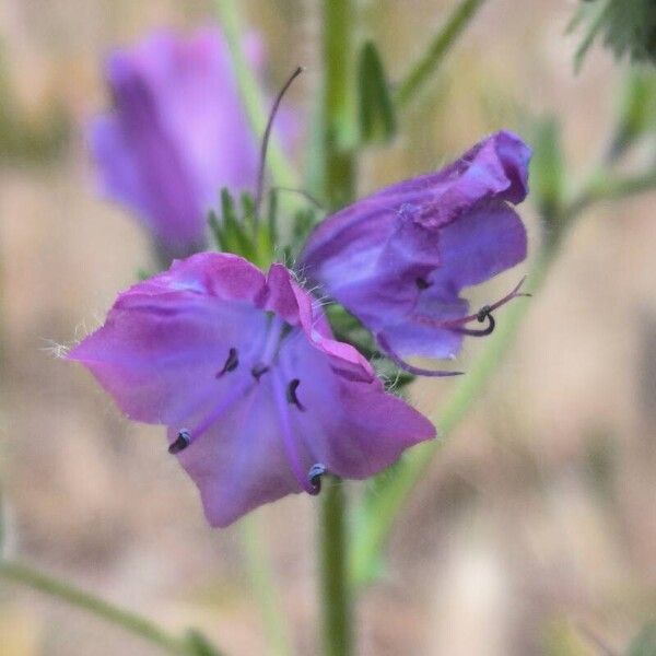 Echium plantagineum Žiedas