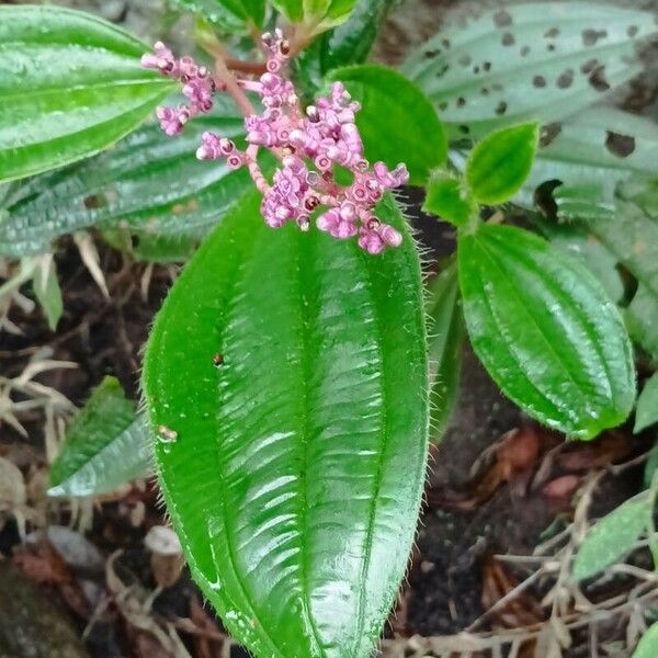 Miconia ciliata Leaf