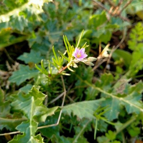 Spergularia marina Blüte