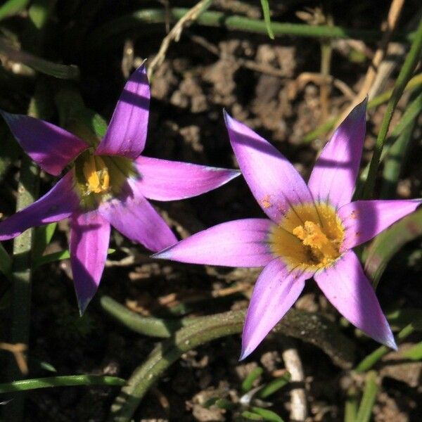 Romulea rosea Flower