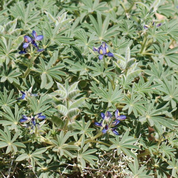 Lupinus digitatus ഇല