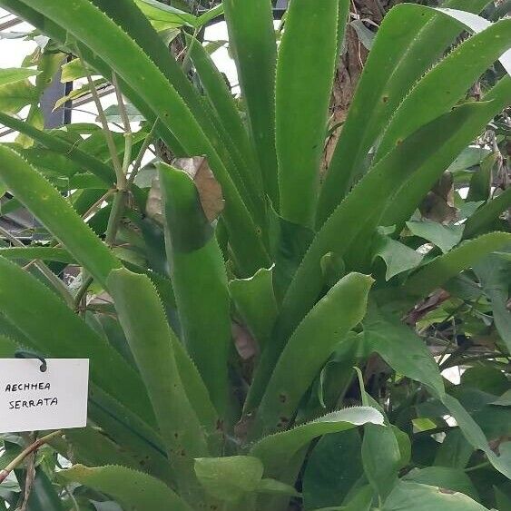 Aechmea serrata Лист