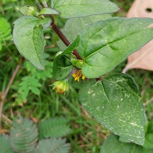 Acmella uliginosa Leaf