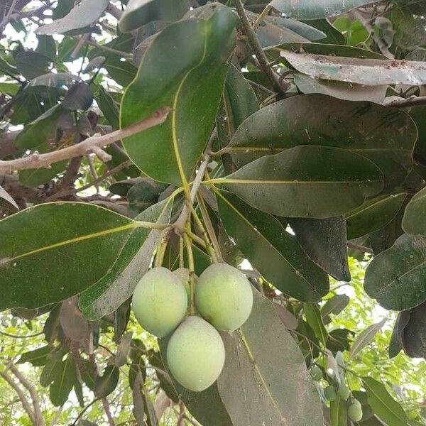 Calophyllum inophyllum Frutto