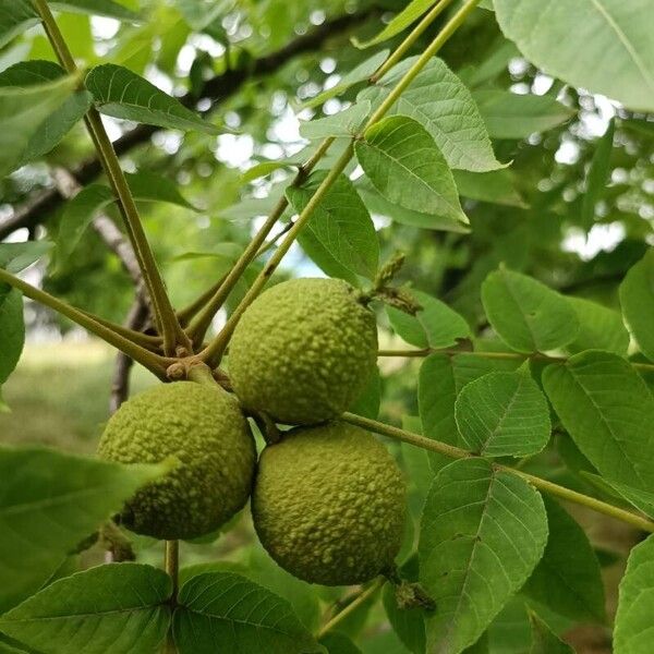 Juglans nigra Vaisius