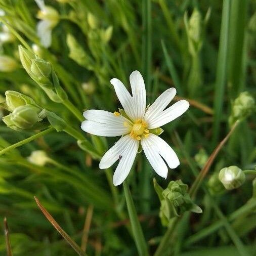 Rabelera holostea Fleur