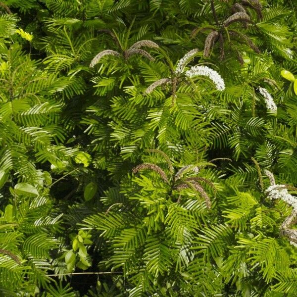 Pentaclethra macroloba Habit