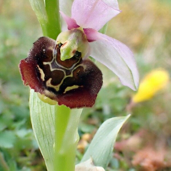 Ophrys holosericea फूल