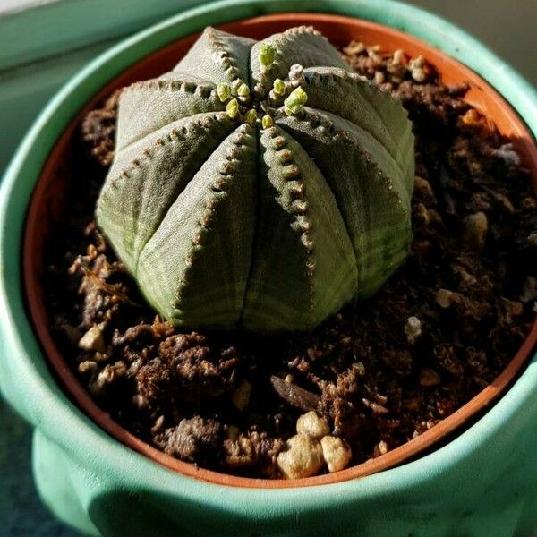 Euphorbia obesa Blatt