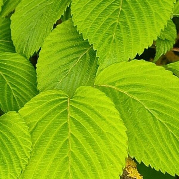 Viburnum plicatum Leaf