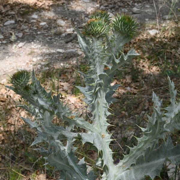 Onopordum illyricum Blomst