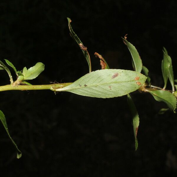 Sauvagesia erecta Bark