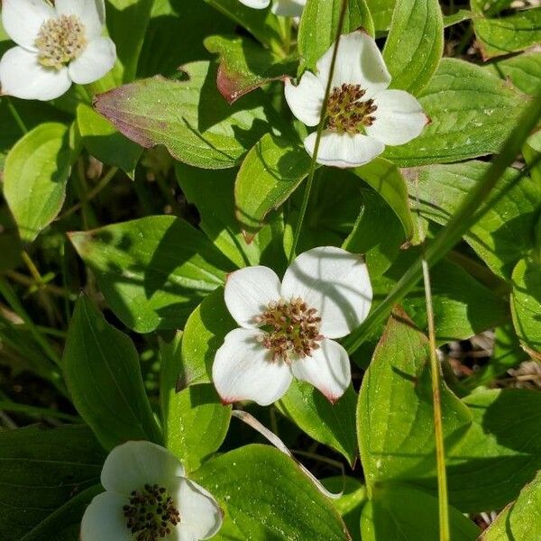 Cornus canadensis Blüte