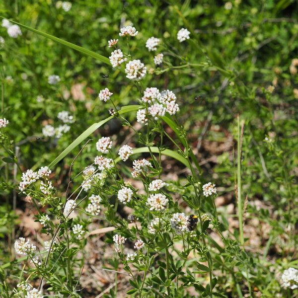 Lotus herbaceus অভ্যাস