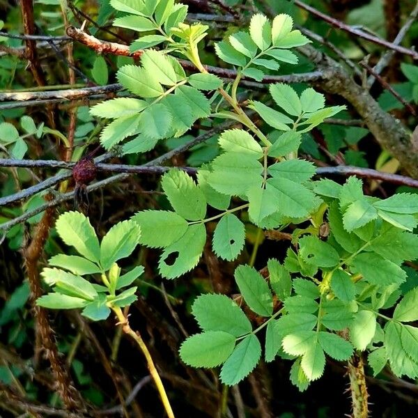 Rosa woodsii ᱥᱟᱠᱟᱢ