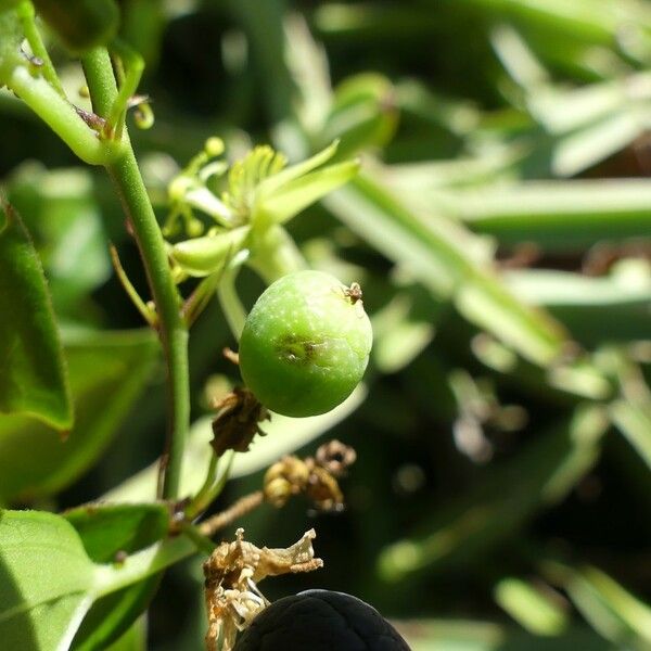 Passiflora suberosa Meyve