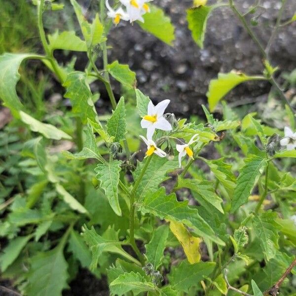 Solanum douglasii Flors