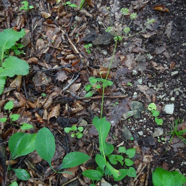 Bupleurum longifolium Fruchs