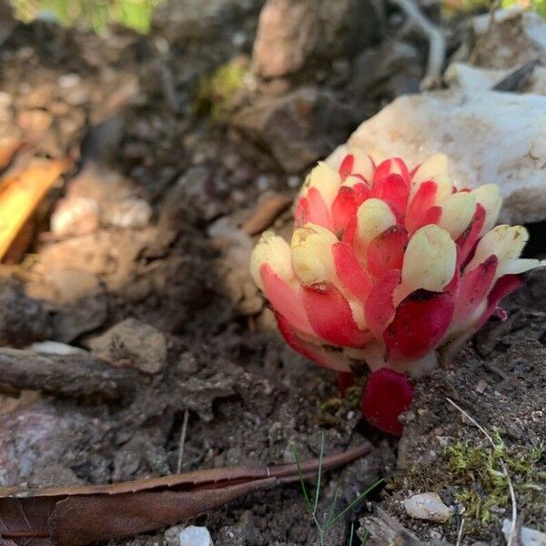 Cytinus ruber Flors