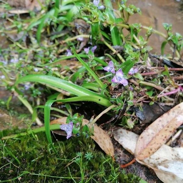 Murdannia nudiflora Virág