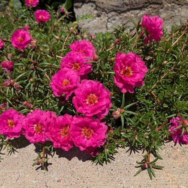 Portulaca grandiflora Кветка