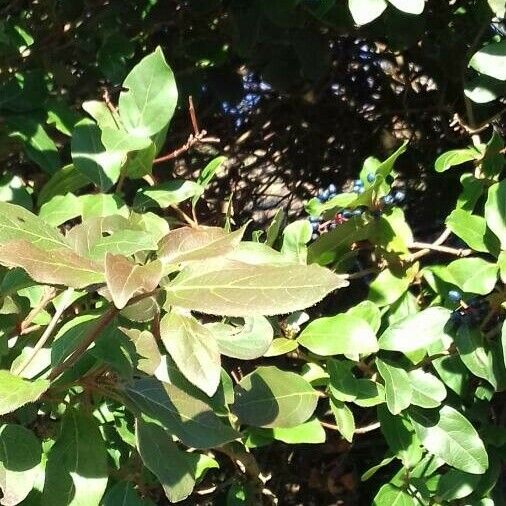 Viburnum tinus Φύλλο