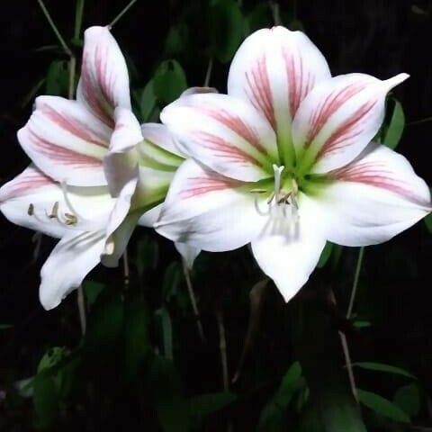 Hippeastrum reginae ᱵᱟᱦᱟ