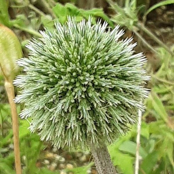 Echinops sphaerocephalus फूल