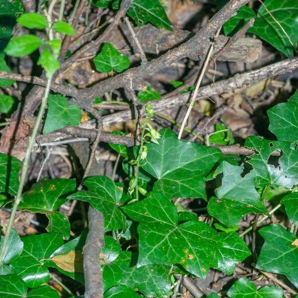 Epipactis albensis Blomma