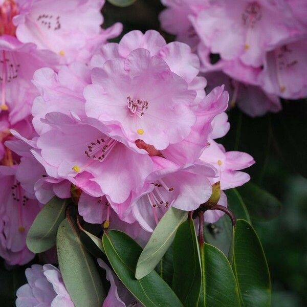 Rhododendron oreodoxa Flower