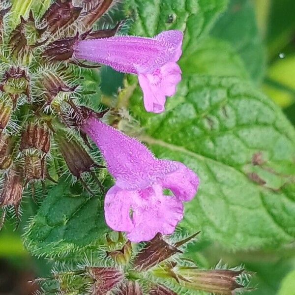 Clinopodium vulgare ᱵᱟᱦᱟ